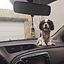 dog, puppy, cavalier_king_charles_spaniel, car, dashboard, interior, pet, tongue_out, happy, tricolor, window, rearview_mirror, vent, collar, vehicle, sitting, cute, companion, domestic_animal, front_seat