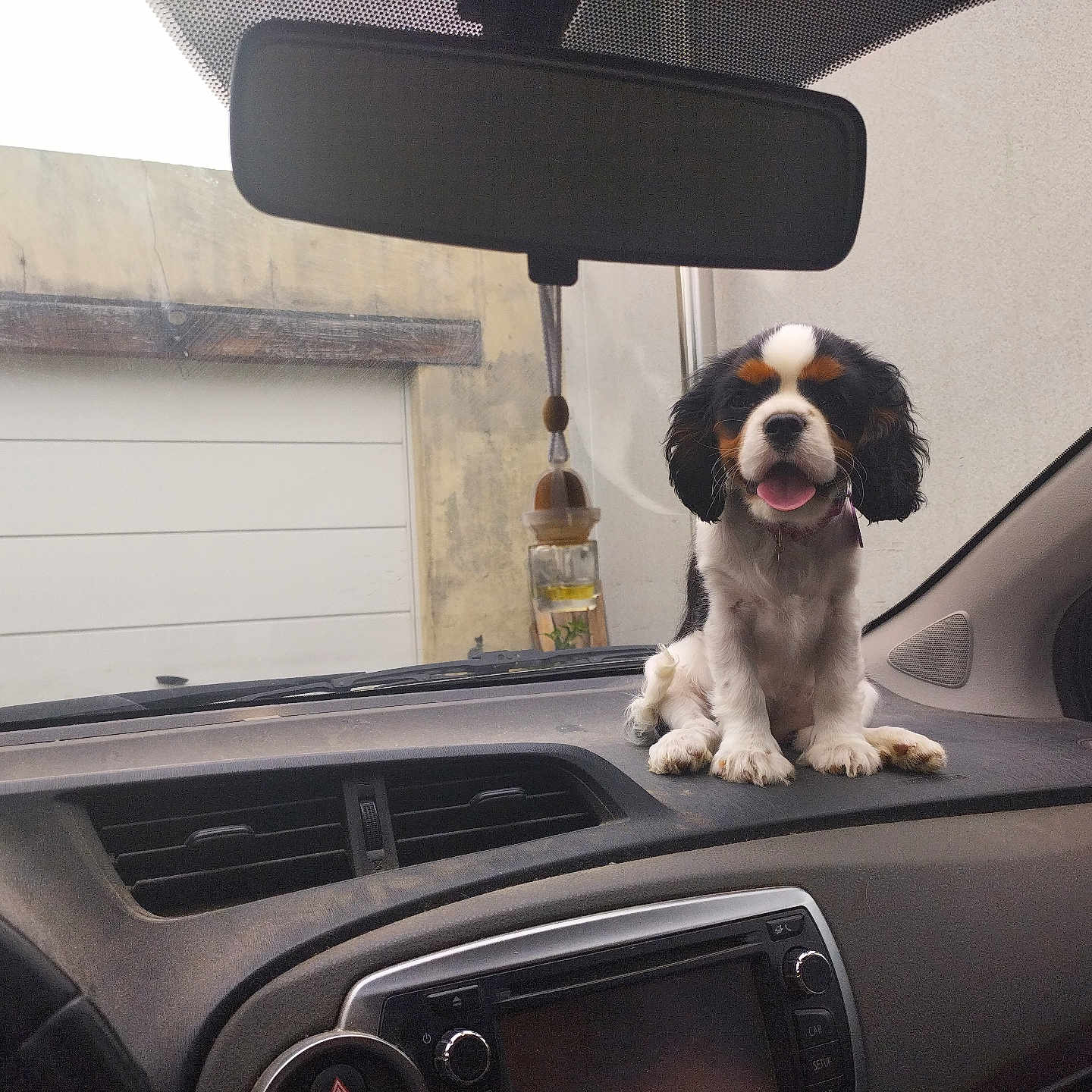 Alba a rejoint le concours — aidez-le/la à gagner de superbes lots ! car, cavalier_king_charles_spaniel, collar, companion, cute, dashboard, dog, domestic_animal, front_seat, happy, interior, pet, puppy, rearview_mirror, sitting, tongue_out, tricolor, vehicle, vent, window
