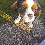 Alba a rejoint le concours — aidez-le/la à gagner de superbes lots ! puppy, dog, grass, outdoor, pet, closeup, path, curious, nature, young, animal, fur, white, brown, black, small, cute, walkway, daylight, ears