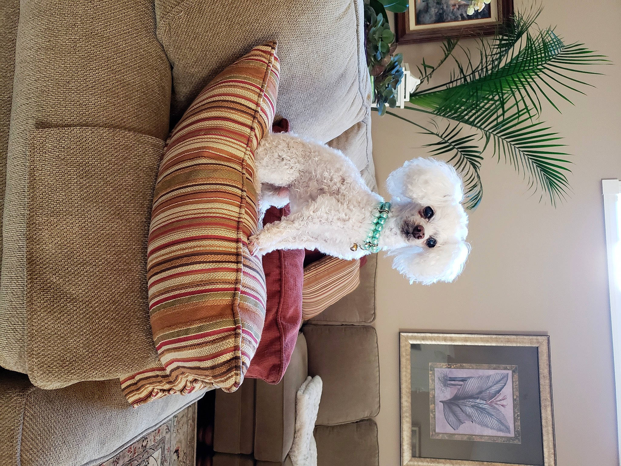 Bitsy is registered to the contest to win money with this photo: bichon, canidae, carnivore, companion_dog, couch, dog, dog_breed, fur, furniture, interior_design, maltese, plush, room, stuffed_toy, toy_dog