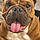Ottis