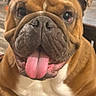 dog, bulldog, pet, tongue_out, close_up, indoor, animal, wrinkles, brown_fur, white_chest, cute, face, portrait, resting, knitted_blanket, canine, friendly, domestic_animal, looking_at_camera, tongue