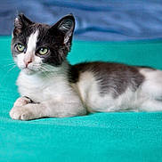 Kona is registered to the contest to win money with this photo: kitten, cat, gray, white, green_eyes, lying_down, indoor, blanket, teal, fur, pet, cute, young_cat, whiskers, relaxed, closeup, animal, mammal, small, domestic