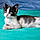 Kona