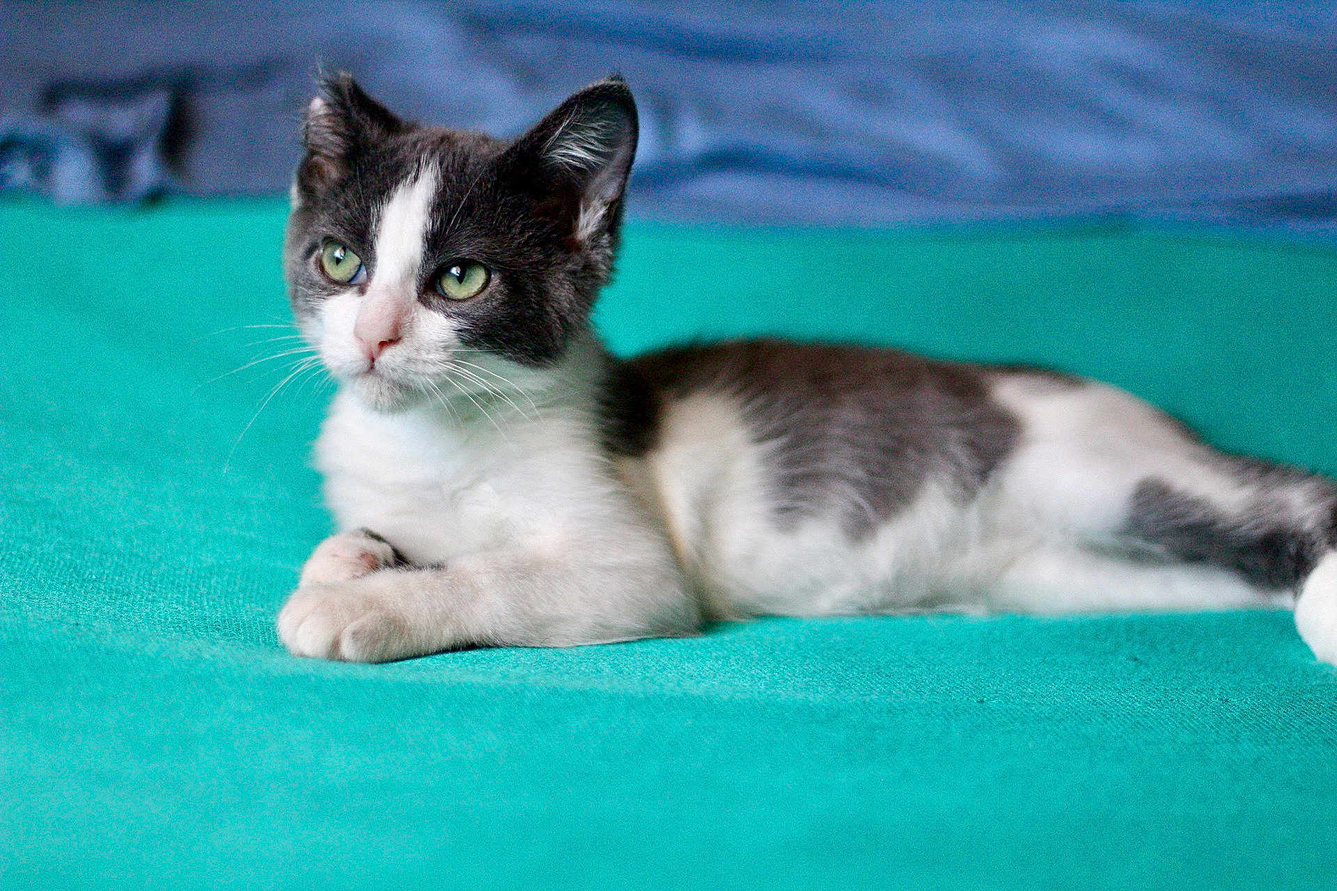 Kona is registered to the contest to win money with this photo: kitten, cat, gray, white, green_eyes, lying_down, indoor, blanket, teal, fur, pet, cute, young_cat, whiskers, relaxed, closeup, animal, mammal, small, domestic