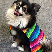 Paul joined the competition — help win amazing prizes! dog, small_dog, fluffy, cape, colorful_clothing, striped, carpet, pet, cute, happy, tongue_out, sitting, fur, black_and_white, long_hair, ears_up, indoors, playful, companion, animal