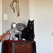 Skipper joined the competition — help win amazing prizes! bedroom, black_cat, cat, collar, cozy, decor, door, dresser_drawers, eyes, furniture, home_interior, indoor, light_switch, pet, plush_toy, sitting, skeleton_decoration, stuffed_elephant, wall, wooden_dresser