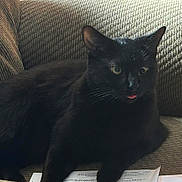 Loki is registered to the contest to win money with this photo: cat, black_cat, tongue_out, couch, upholstery, indoor, pet, feline, whiskers, green_eyes, ears, relaxed, sitting, close_up, portrait, cozy, fur, paper, document, home
