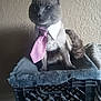 Romeo joined the competition — help win amazing prizes! cat, gray_cat, tie, collar, pet, indoor, feline, crate, blanket, portrait, animal, cute, sitting, business, funny, domestic_cat, whiskers, ears, fur, soft_texture