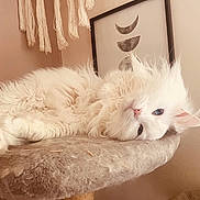 Hunter is registered to the contest to win money with this photo: cat, white_cat, fluffy, blue_eyes, cat_tree, macrame, wall_hanging, framed_art, moon_phases, beige, cozy, indoor, pet, relaxed, furniture, soft_texture, decor, animal, cute, resting