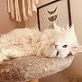 cat, white_cat, fluffy, blue_eyes, cat_tree, macrame, wall_hanging, framed_art, moon_phases, beige, cozy, indoor, pet, relaxed, furniture, soft_texture, decor, animal, cute, resting