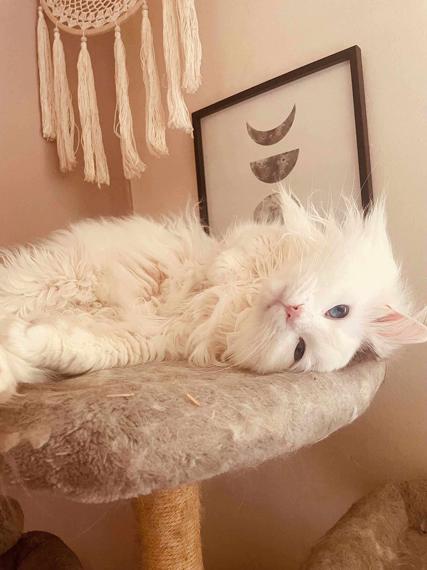 Hunter is registered to the contest to win money with this photo: cat, white_cat, fluffy, blue_eyes, cat_tree, macrame, wall_hanging, framed_art, moon_phases, beige, cozy, indoor, pet, relaxed, furniture, soft_texture, decor, animal, cute, resting