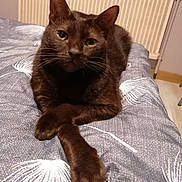 Topaze a rejoint le concours — aidez-le/la à gagner de superbes lots ! animal, bed, bedspread, brown_cat, cat, cozy, crossed_paws, cute, domestic_cat, feline, fur, home, indoor, looking_at_camera, mammal, pet, portrait, relaxed, resting, whiskers