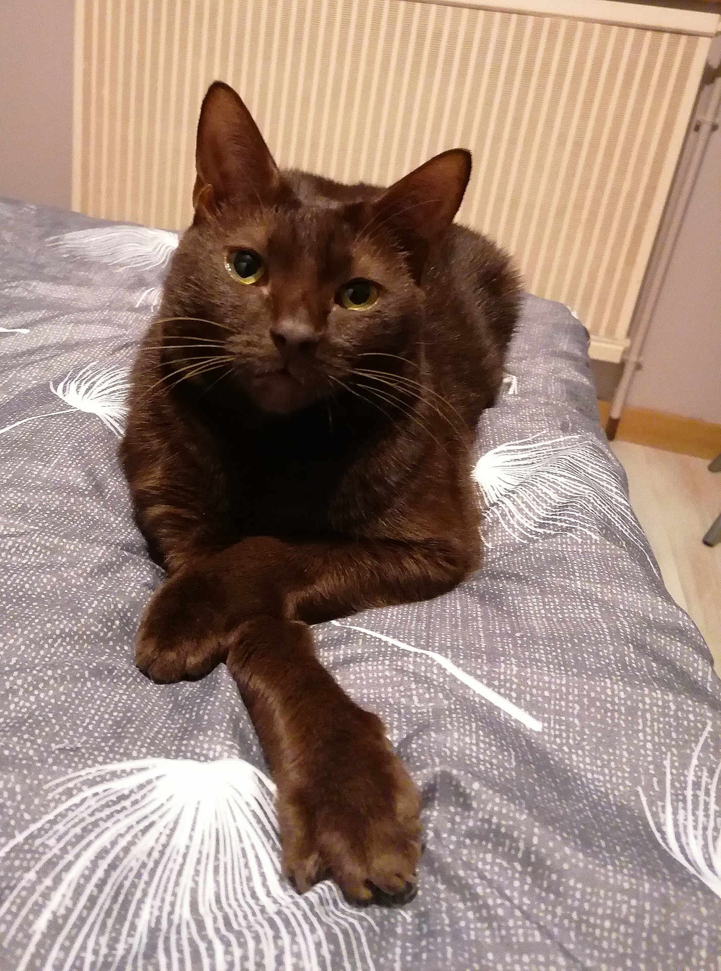 Topaze a rejoint le concours — aidez-le/la à gagner de superbes lots ! animal, bed, bedspread, brown_cat, cat, cozy, crossed_paws, cute, domestic_cat, feline, fur, home, indoor, looking_at_camera, mammal, pet, portrait, relaxed, resting, whiskers