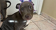 Roxy joined the competition — help win amazing prizes! puppy, dog, bunny_ears, costume, indoor, tile_floor, curious, brown_dog, pet, animal, cute, young_dog, ears, sitting, looking, floor, house, companion, adorable, playful