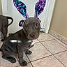 puppy, dog, bunny_ears, costume, indoor, tile_floor, curious, brown_dog, pet, animal, cute, young_dog, ears, sitting, looking, floor, house, companion, adorable, playful