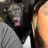 Roxy joined the competition — help win amazing prizes! dog, gray_dog, pet, car_interior, seat, tattoo, human_arm, clothing, happy, tongue_out, close_up, night, indoor, leather_seat, friendship, animal, companion, portrait, looking_at_camera, casual
