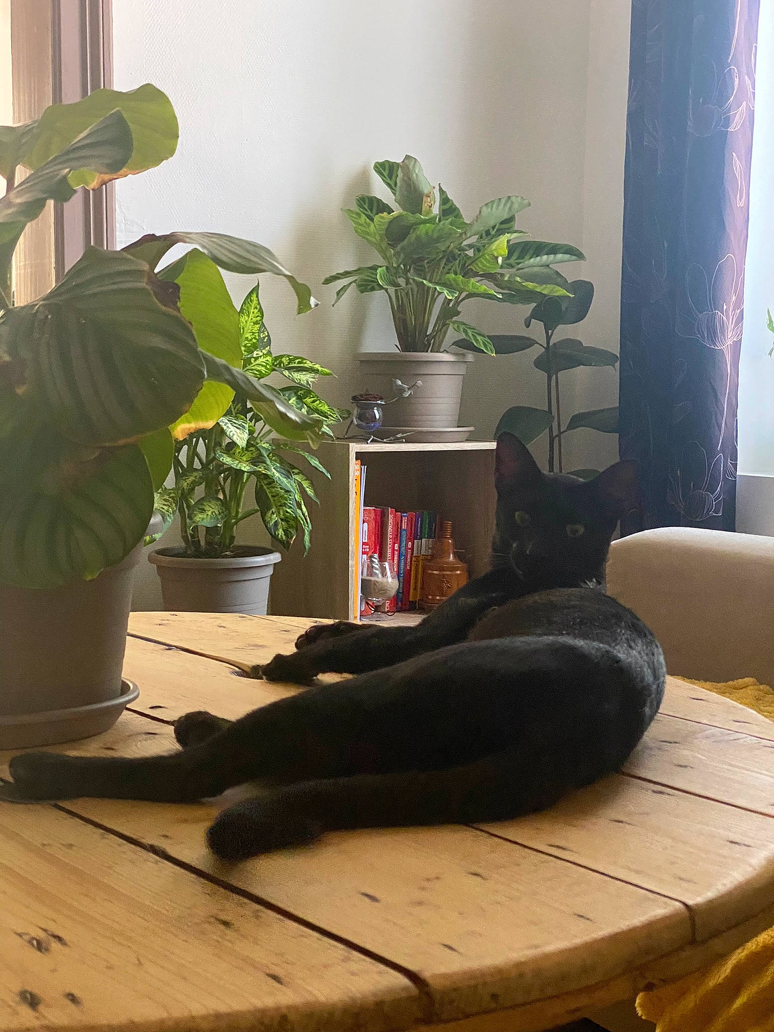 Scar participe au concours pour gagner de l'argent avec cette photo : building, comfort, couch, floor, flooring, flowerpot, hardwood, house, houseplant, interior_design, living_room, plant, property, studio_couch, sunlight, table, terrestrial_plant, tints_and_shades, window, wood