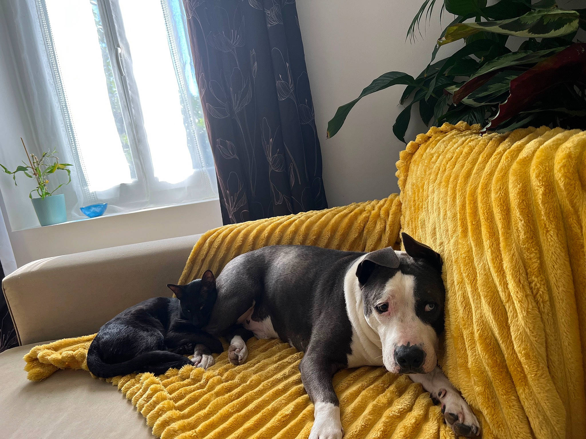 Scar participe au concours pour gagner de l'argent avec cette photo : carnivore, comfort, companion_dog, couch, curtain, dog, dog_breed, dog_supply, fawn, flooring, hardwood, living_room, pet_supply, plant, snout, tail, window, window_blind, wood, working_animal