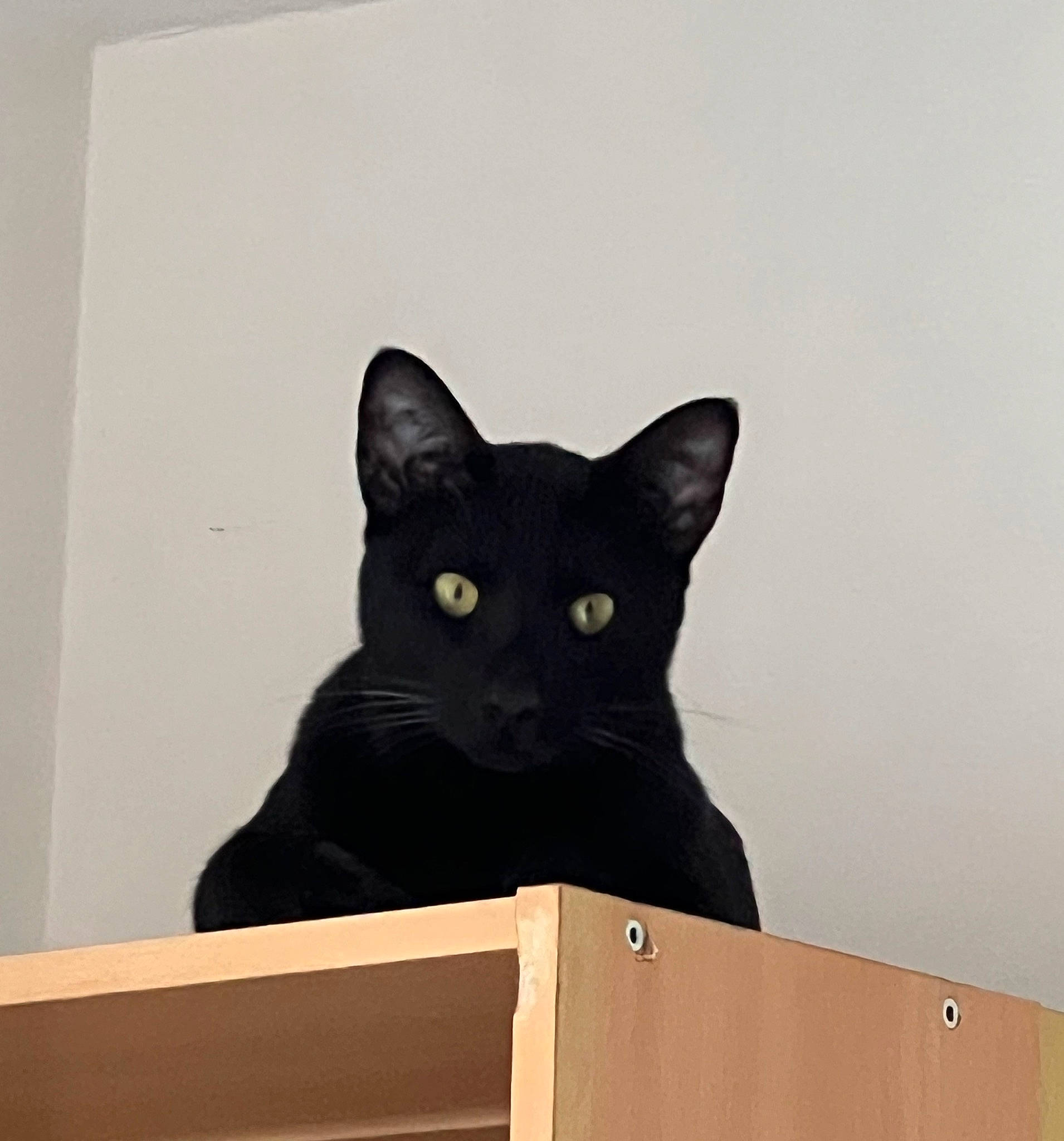 Scar a rejoint le concours — aidez-le/la à gagner de superbes lots ! audio_equipment, black_cat, bombay, box, cardboard, carnivore, cat, domestic_short_haired_cat, felidae, fur, packaging_and_labeling, paper_product, rectangle, small_to_medium_sized_cats, snout, terrestrial_animal, whiskers, wood