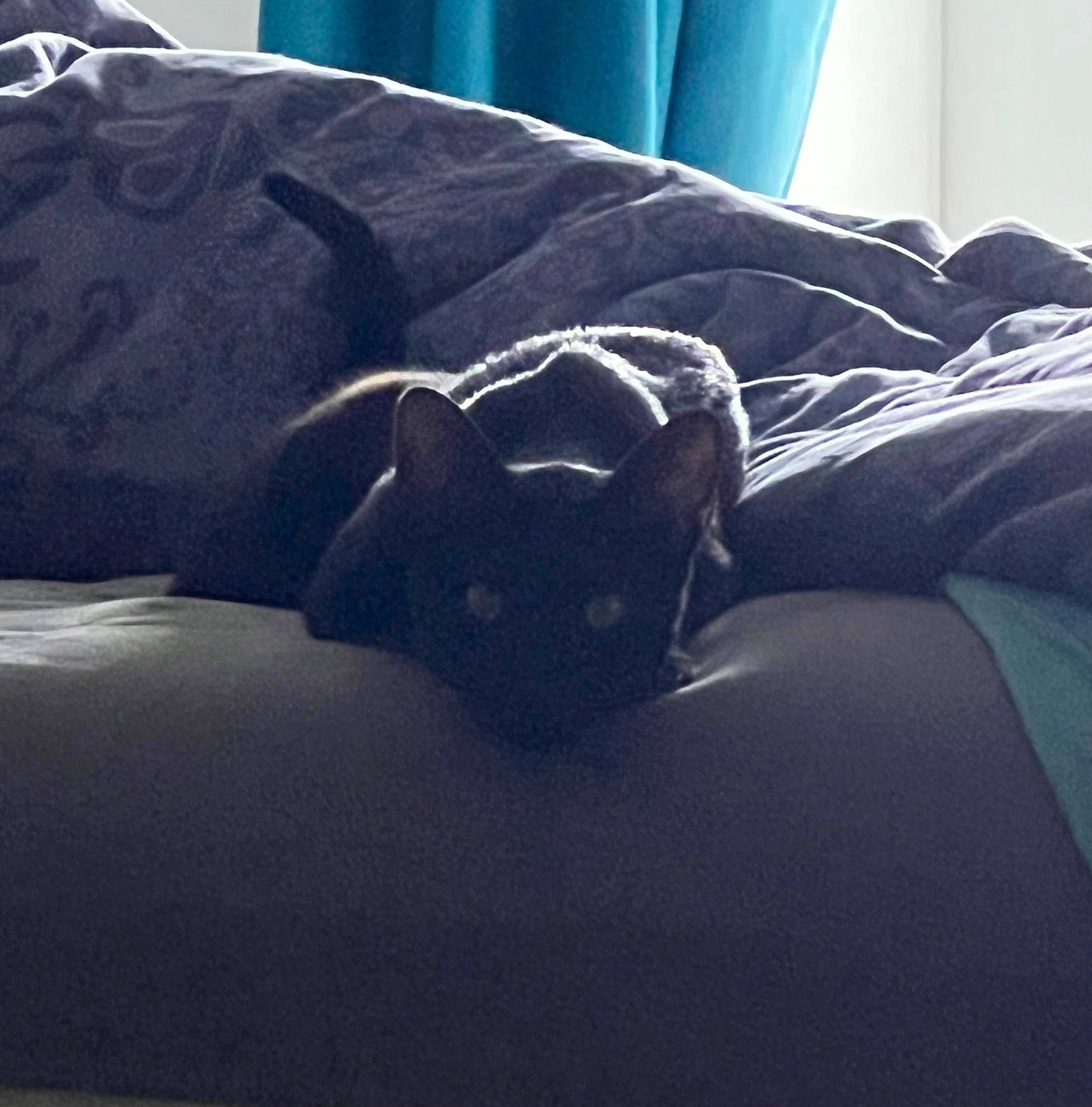 Scar participe au concours pour gagner de l'argent avec cette photo : bedding, bedroom, carnivore, cat, comfort, companion_dog, dog_breed, electric_blue, felidae, flooring, grey, hardwood, human_leg, linens, small_to_medium_sized_cats, snout, thigh, tints_and_shades, whiskers, wood