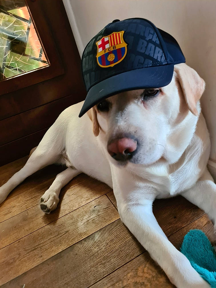 Cookie participe au concours pour gagner de l'argent avec cette photo : cap, carnivore, collar, companion_dog, dog, dog_breed, dog_supply, fawn, flooring, fur, hardwood, hat, logo, paw, pet_supply, snout, sporting_group, whiskers, wood, working_animal