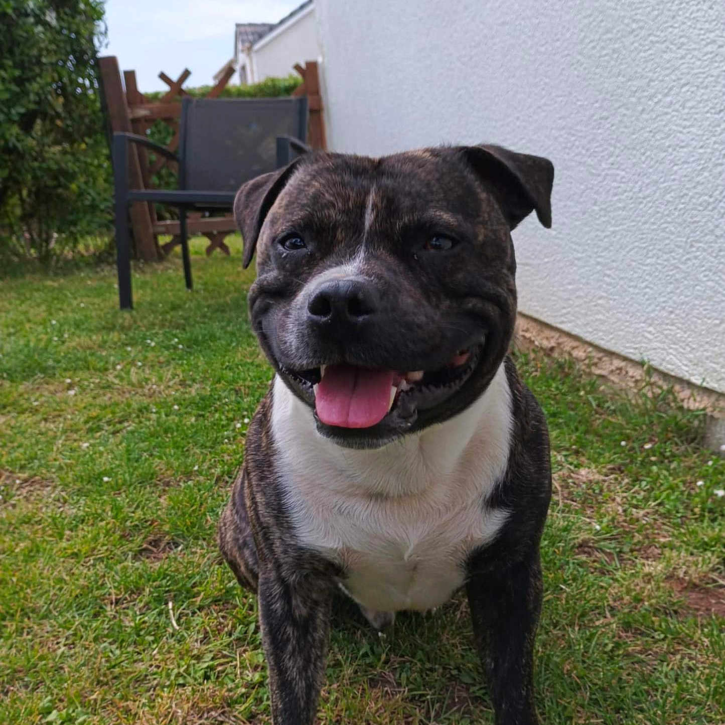 Sultan participe au concours pour gagner de l'argent avec cette photo : animal, brindle, canine, chair, daylight, dog, fence, friendly, garden, grass, greenery, happy, outdoor, pet, playful, sitting, smiling, summer, tongue_out, yard