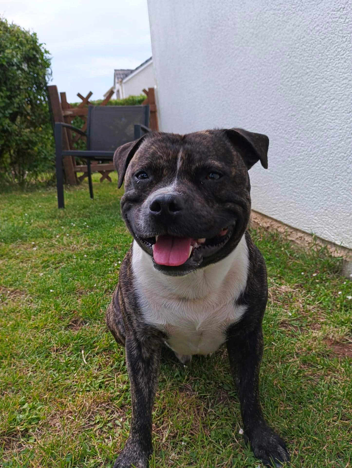 Sultan participe au concours pour gagner de l'argent avec cette photo : dog, brindle, smiling, tongue_out, grass, outdoor, happy, pet, canine, sitting, garden, fence, chair, greenery, yard, animal, friendly, playful, summer, daylight