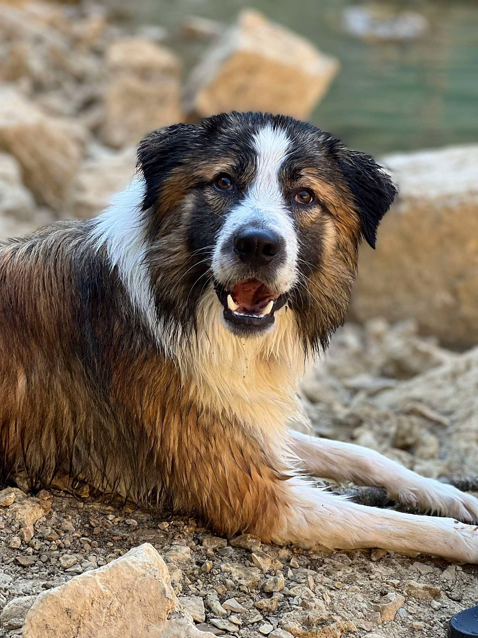 Saïko participe au concours pour gagner de l'argent avec cette photo : canidae, carnivore, companion_dog, dog, dog_breed, fur, herding_dog, pont_audemer_spaniel, snout, sporting_group, terrestrial_animal, whiskers, wildlife, working_dog