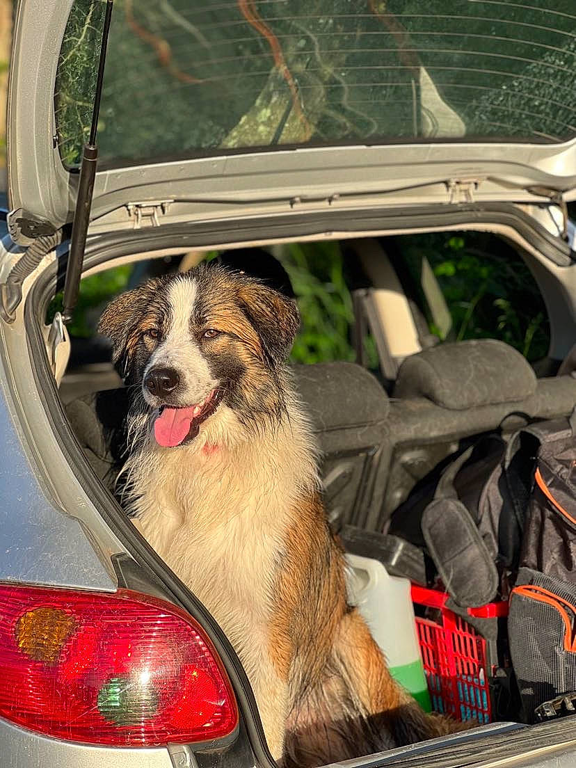 Saïko participe au concours pour gagner de l'argent avec cette photo : automotive_design, automotive_exterior, automotive_lighting, automotive_mirror, automotive_tail_brake_light, bumper, car, carnivore, companion_dog, dog, dog_breed, hood, mammal, mode_of_transport, motor_vehicle, personal_luxury_car, tints_and_shades, vehicle, vehicle_door, windscreen_wiper