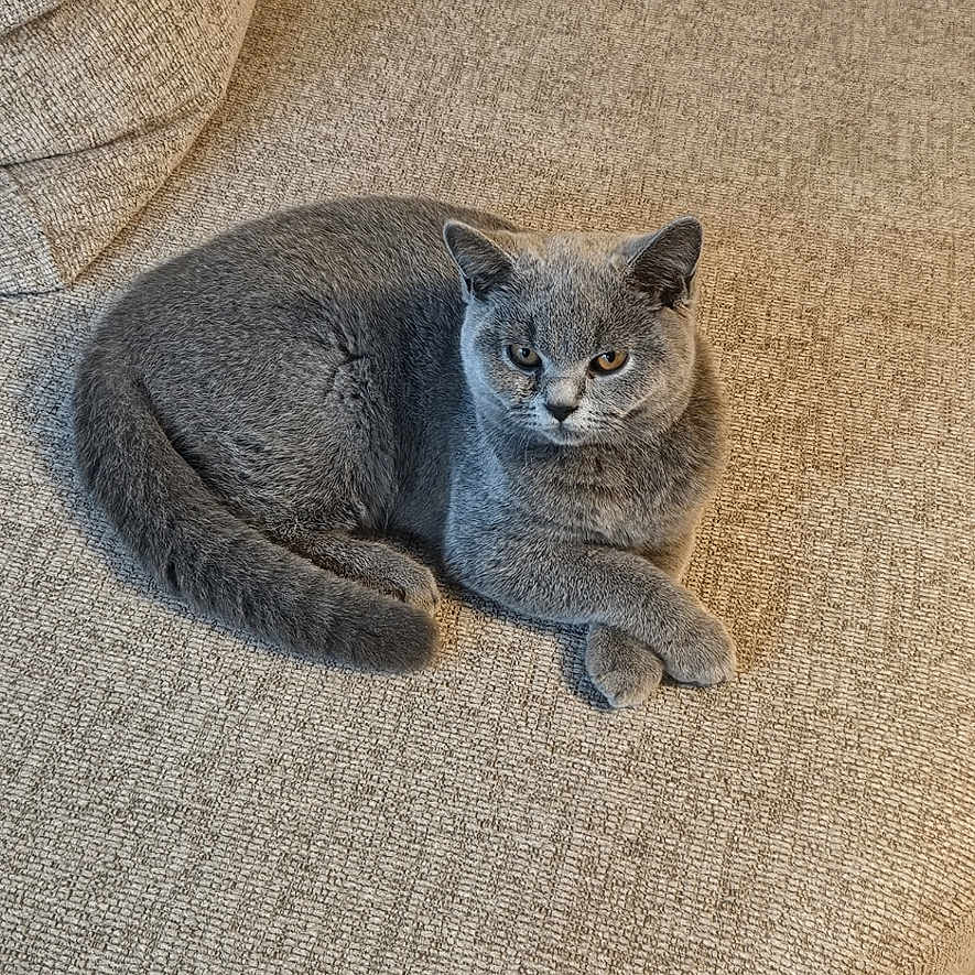 Tokyo participe au concours pour gagner de l'argent avec cette photo : cat, gray_cat, pet, feline, animal, sofa, couch, indoor, home, lounging, sitting, fur, whiskers, ears, eyes, tail, paws, portrait, relaxed, beige