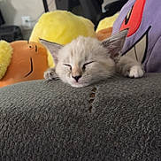 Biscuit joined the competition — help win amazing prizes! kitten, cat, sleeping, plush_toy, stuffed_animal, pillow, couch, blanket, paw, indoors, cozy, nap, adorable, whiskers, ears, furniture, tear_in_blanket, gray_texture, smiling_plush, home_office