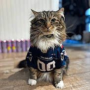 Remy joined the competition — help win amazing prizes! cat, feline, pet, portrait, indoor, wooden_floor, jersey, sports_jersey, fur, whiskers, green_eyes, fluffy, sitting, shallow_depth_of_field, bokeh, collar, paws, home, cozy, front_view