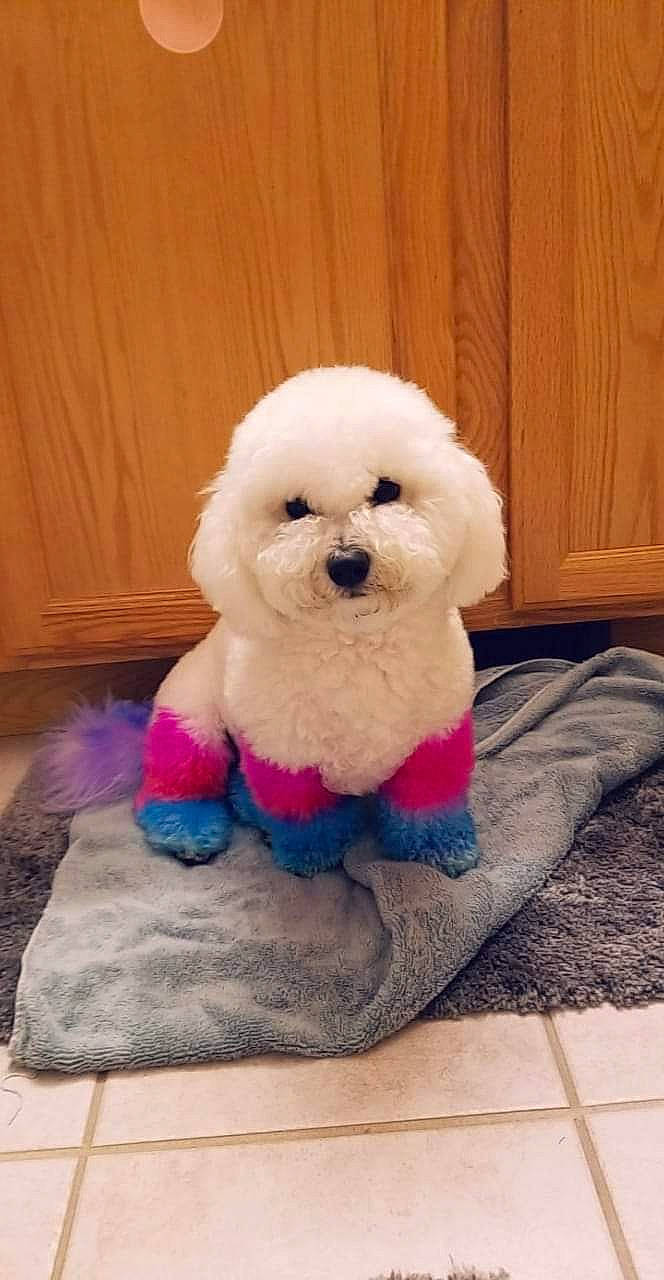 Féfé is registered to the contest to win money with this photo: canidae, carnivore, companion_dog, dog, dog_breed, dog_clothes, fur, hardwood, magenta, maltepoo, non_sporting_group, pink, plush, poodle, purple, sporting_group, stuffed_toy, toy, toy_dog, wood