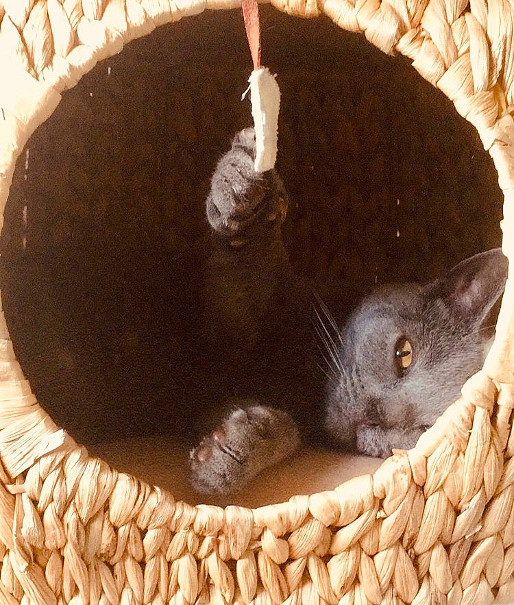 Moumousse participe au concours pour gagner de l'argent avec cette photo : black_cat, british_shorthair, carnivore, cat, cat_bed, chartreux, domestic_short_haired_cat, felidae, korat, nebelung, russian_blue, small_to_medium_sized_cats, whiskers