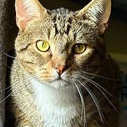 Ace joined the competition — help win amazing prizes! cat, tabby, animal, pet, feline, whiskers, eyes, ears, paws, fur, closeup, portrait, indoor, resting, cute, domestic_animal, mammal, looking, face, curious