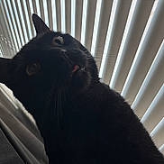 Boots joined the competition — help win amazing prizes! black_cat, cat, pet, indoor, window_blinds, curious, close_up, whiskers, tongue_out, feline, animal, ears, eyes, portrait, striped_background, shadow, domestic_cat, cute, looking_up, funny_expression