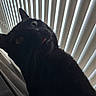 black_cat, cat, pet, indoor, window_blinds, curious, close_up, whiskers, tongue_out, feline, animal, ears, eyes, portrait, striped_background, shadow, domestic_cat, cute, looking_up, funny_expression