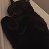 Boots is registered to the contest to win money with this photo: black_cat, sleeping, cat, pet, fur, whiskers, paw, tongue, indoor, cozy, resting, animal, cute, feline, relaxed, bed, blanket, domestic_cat, closeup, soft