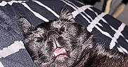 Boots is registered to the contest to win money with this photo: cat, black_cat, sleeping, yawning, pet, feline, animal, indoor, blanket, striped, closeup, whiskers, fur, cute, relaxed, resting, bedroom, fan, cozy, portrait
