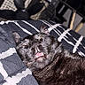 cat, black_cat, sleeping, yawning, pet, feline, animal, indoor, blanket, striped, closeup, whiskers, fur, cute, relaxed, resting, bedroom, fan, cozy, portrait