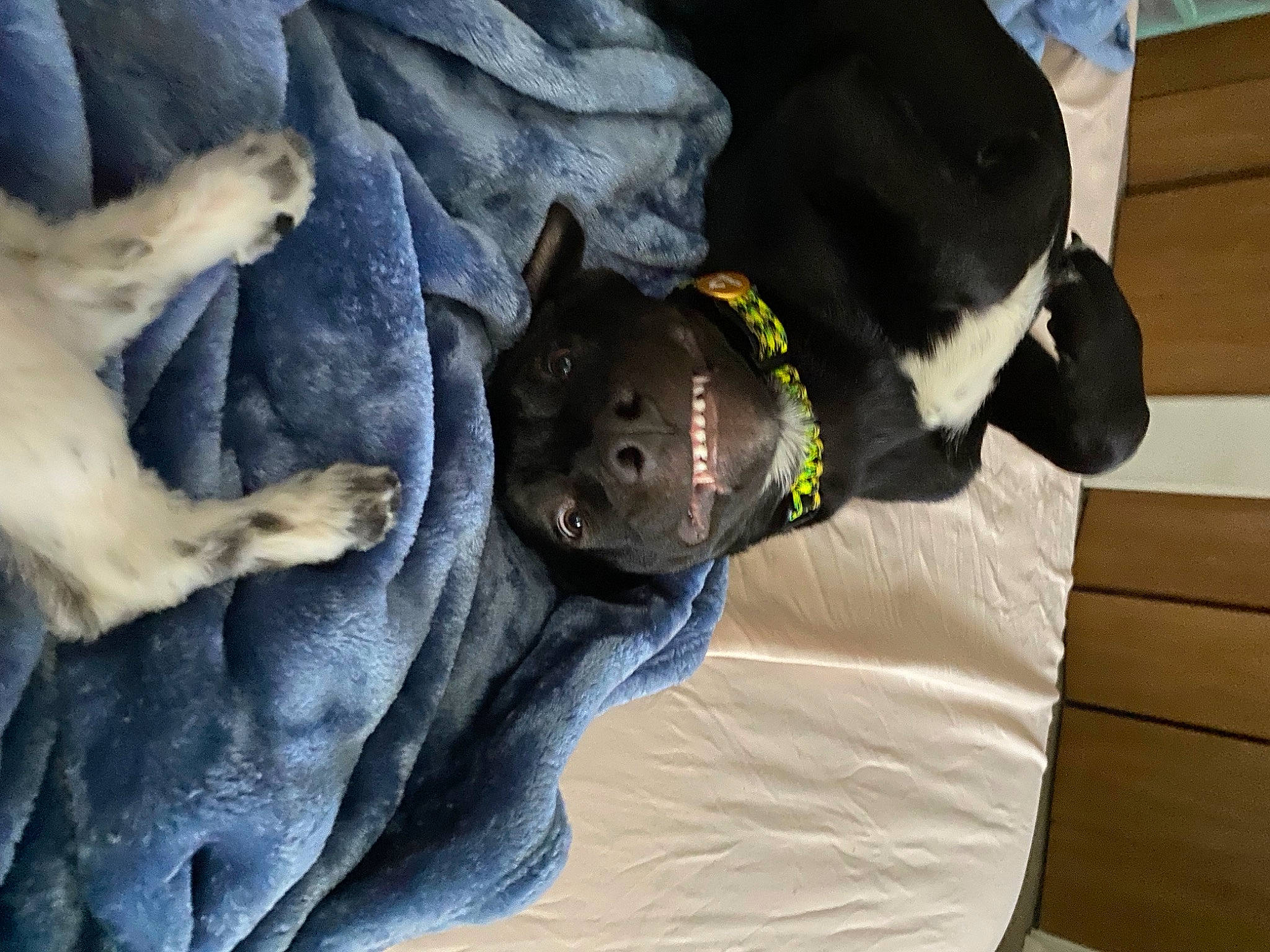 Maximus joined the competition — help win amazing prizes! canidae, carnivore, comfort, companion_dog, dog, dog_breed, fawn, fur, guard_dog, linens, nap, non_sporting_group, puppy, sleep, snout, sporting_group, working_animal