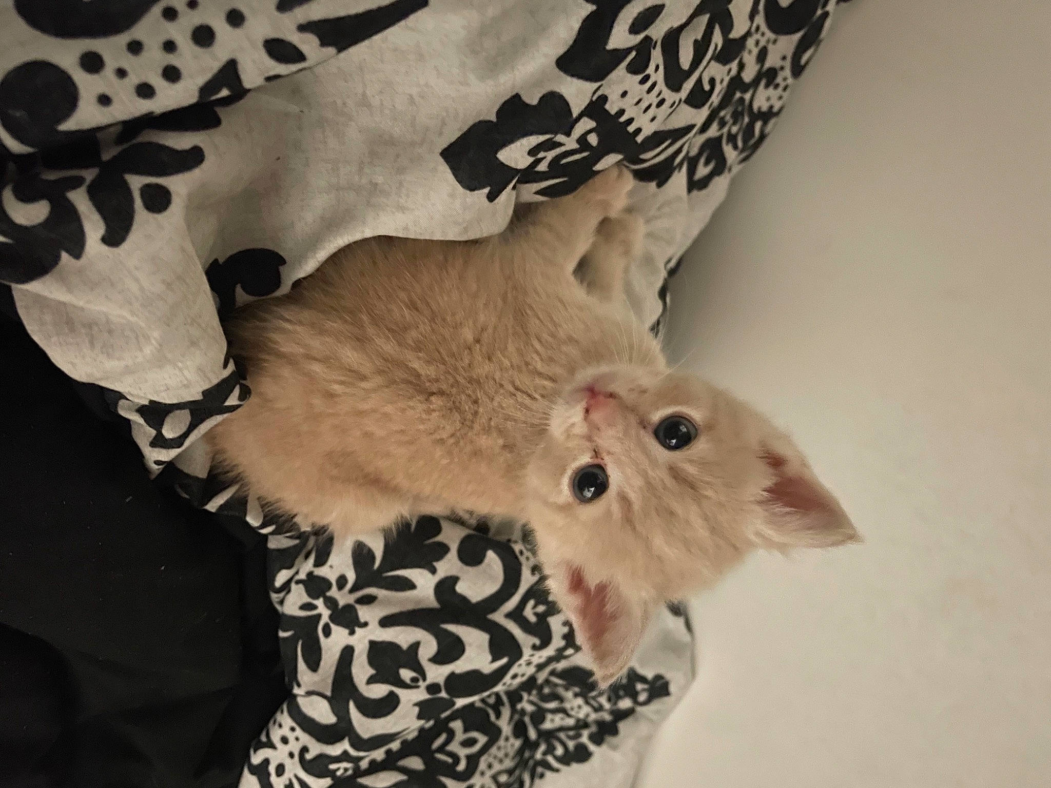 Cardi is registered to the contest to win money with this photo: abdomen, bat, carnivore, claw, fashion_accessory, fawn, feather, felidae, fur, linens, pattern, paw, sleeve, small_to_medium_sized_cats, snout, stuffed_toy, tail, trunk, waist, whiskers