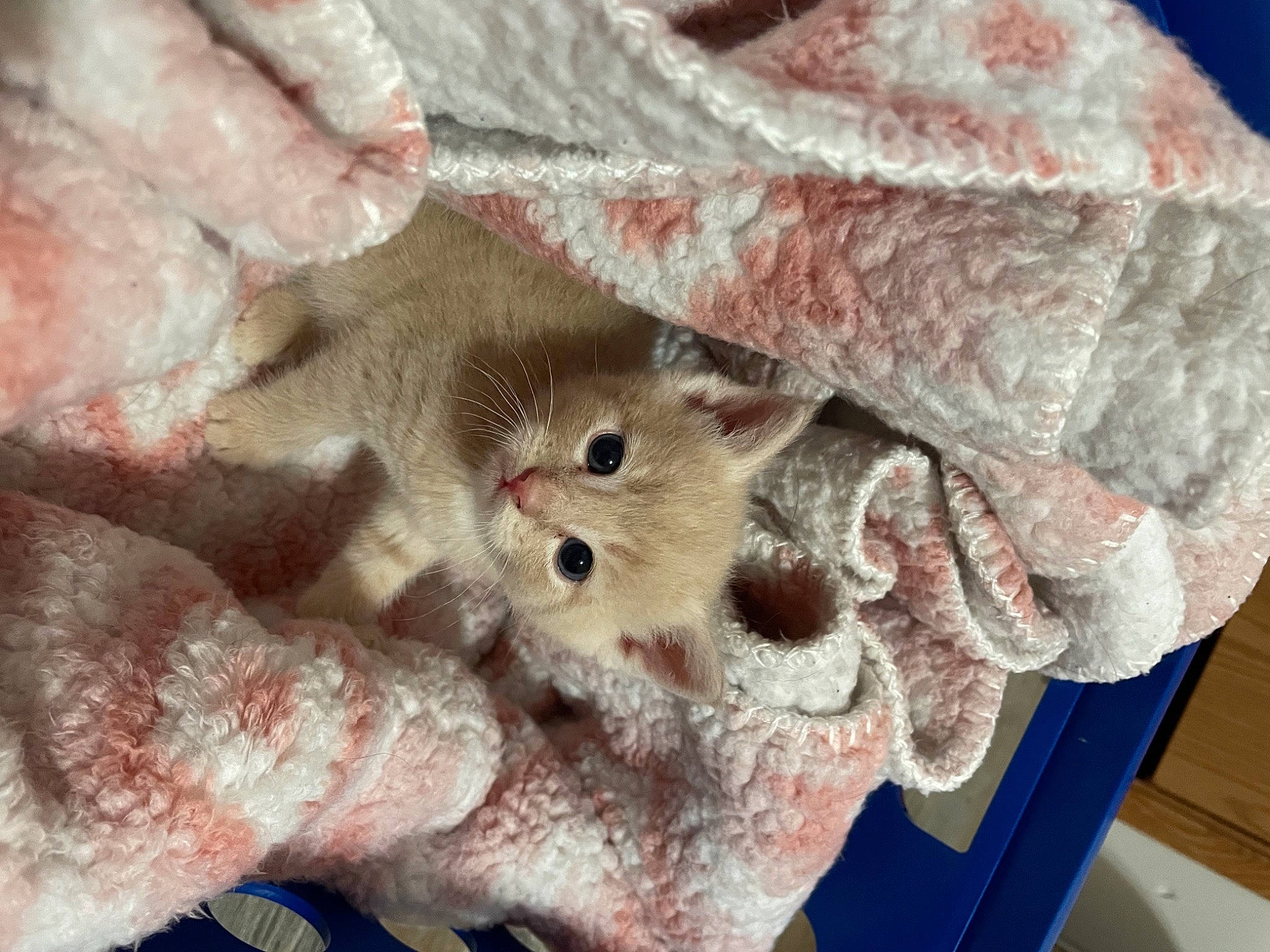 Cardi is registered to the contest to win money with this photo: art, cat, domestic_short_haired_cat, fashion_accessory, fawn, felidae, fur, paw, peach, plant, plush, small_to_medium_sized_cats, stuffed_toy, tree, twig, whiskers, window, wood, wool