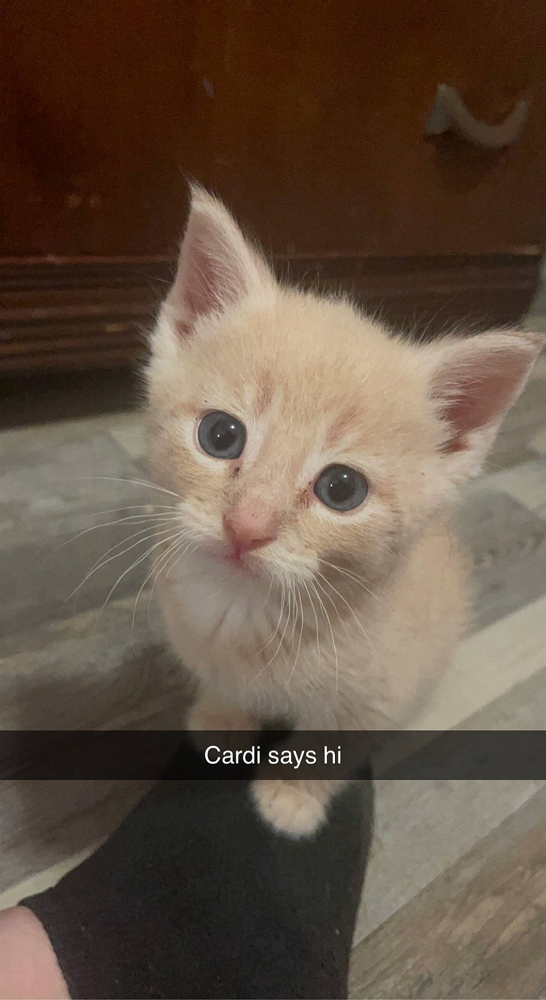 Cardi is registered to the contest to win money with this photo: carnivore, cat, comfort, domestic_short_haired_cat, ear, eye, fawn, felidae, fur, paw, photo_caption, small_to_medium_sized_cats, snout, square, tail, whiskers