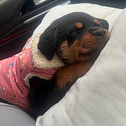 Coffee joined the competition — help win amazing prizes! autumn, black_fur, brown_fur, car_interior, close_up, cozy, cute, dog, floral_pattern, leaves, pet, pink_jacket, puppy, resting, rottweiler, side_view, sleeping, white_pillow, window, young_dog