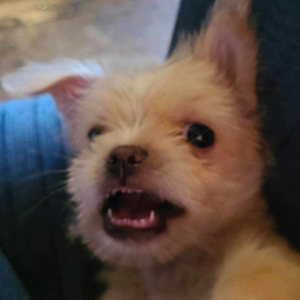 Biscuit joined the competition — help win amazing prizes! adorable, animal, canine, close_up, companion, cute, cute_pet, dog, domestic_animal, eyes, fluffy, friend, fur, indoor, looking_up, mouth_open, pet, playing, resting, small_dog