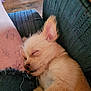 Biscuit joined the competition — help win amazing prizes! animal, casual, closeup, couch, cozy, cute, dog, domestic, fur, green_couch, indoor, leg, nap, pet, puppy, relaxation, resting, sleeping, soft_lighting, wood_floor