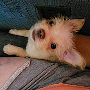 Biscuit is registered to the contest to win money with this photo: brown, casual, closeup, companion, couch, cozy, curious, cute, dog, fluffy, fur, home, human_leg, indoor, looking_up, pet, relaxed, resting, small_dog, white