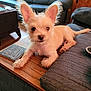 Biscuit is registered to the contest to win money with this photo: animal, brown, couch, cozy, cute, dog, ears, face, fur, furry, indoor, living_room, looking, pet, puppy, relaxed, resting, small_dog, table, wooden_furniture